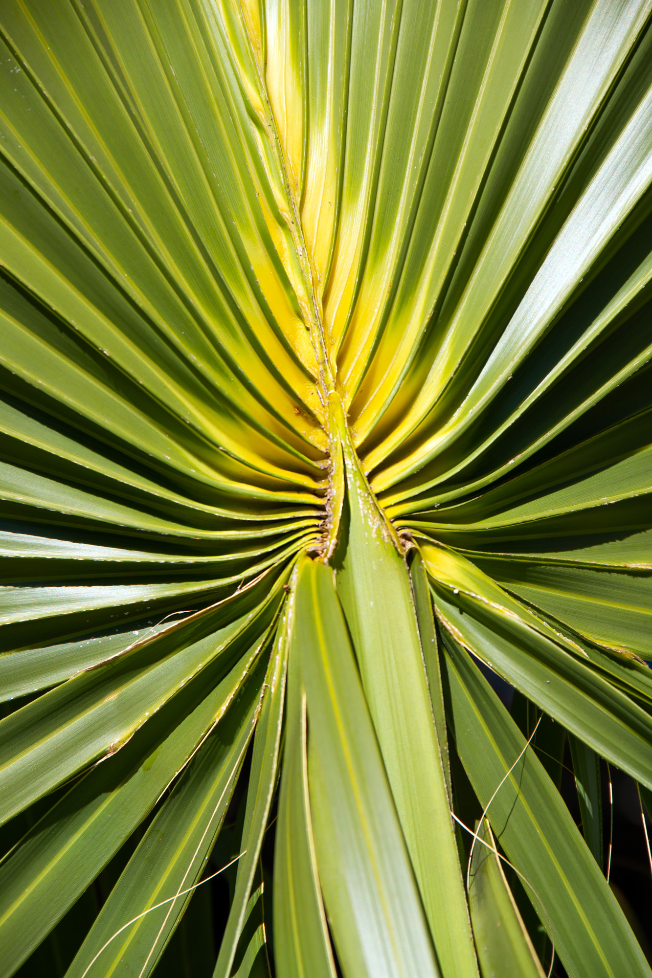 Heart of a palm leave