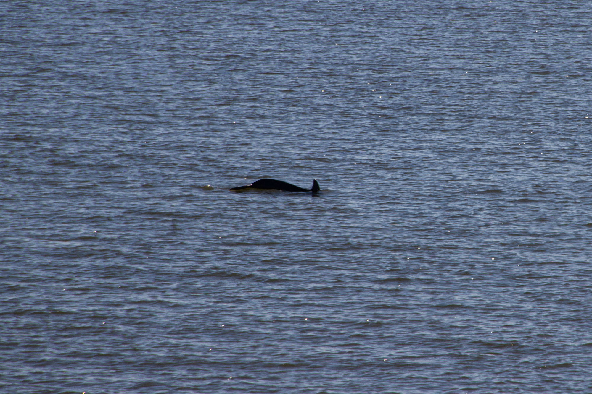 Dolphin Hunting Island