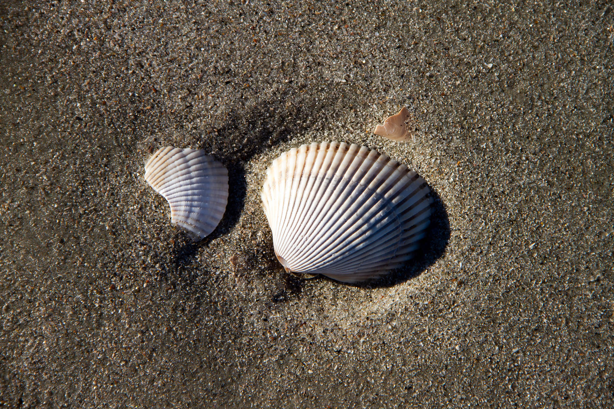 Beach shells hunting island