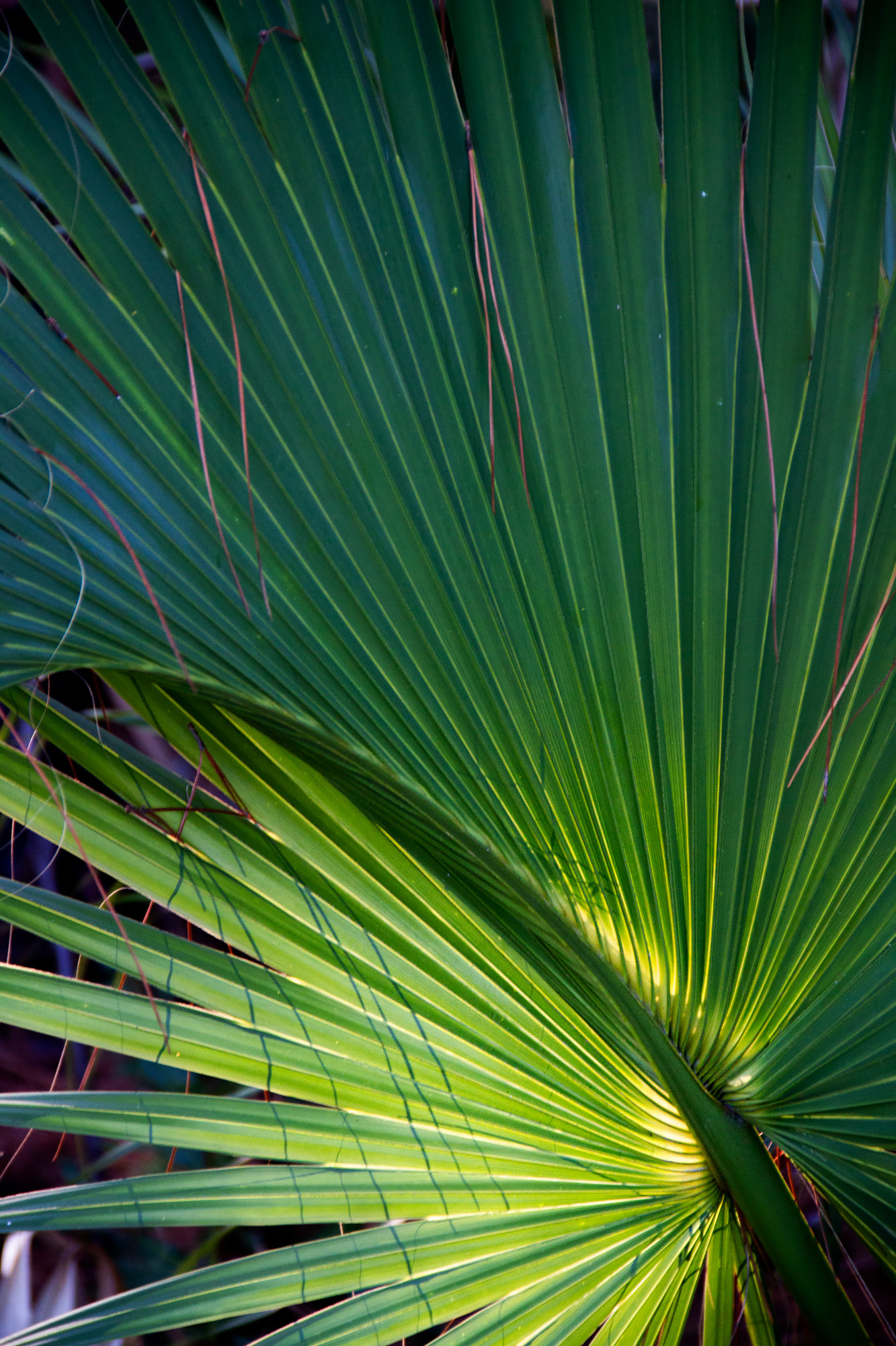 Palm leave light