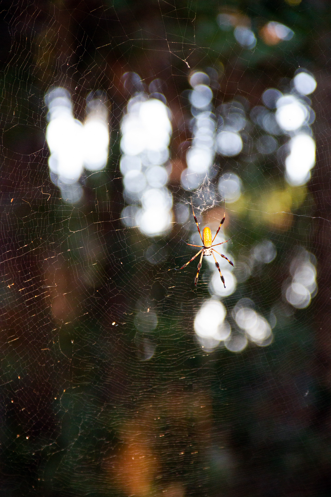 Spiders of Hunting Island