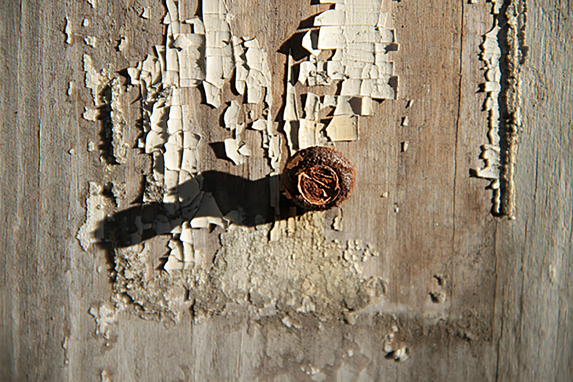 Rusty nail and peeling old paint