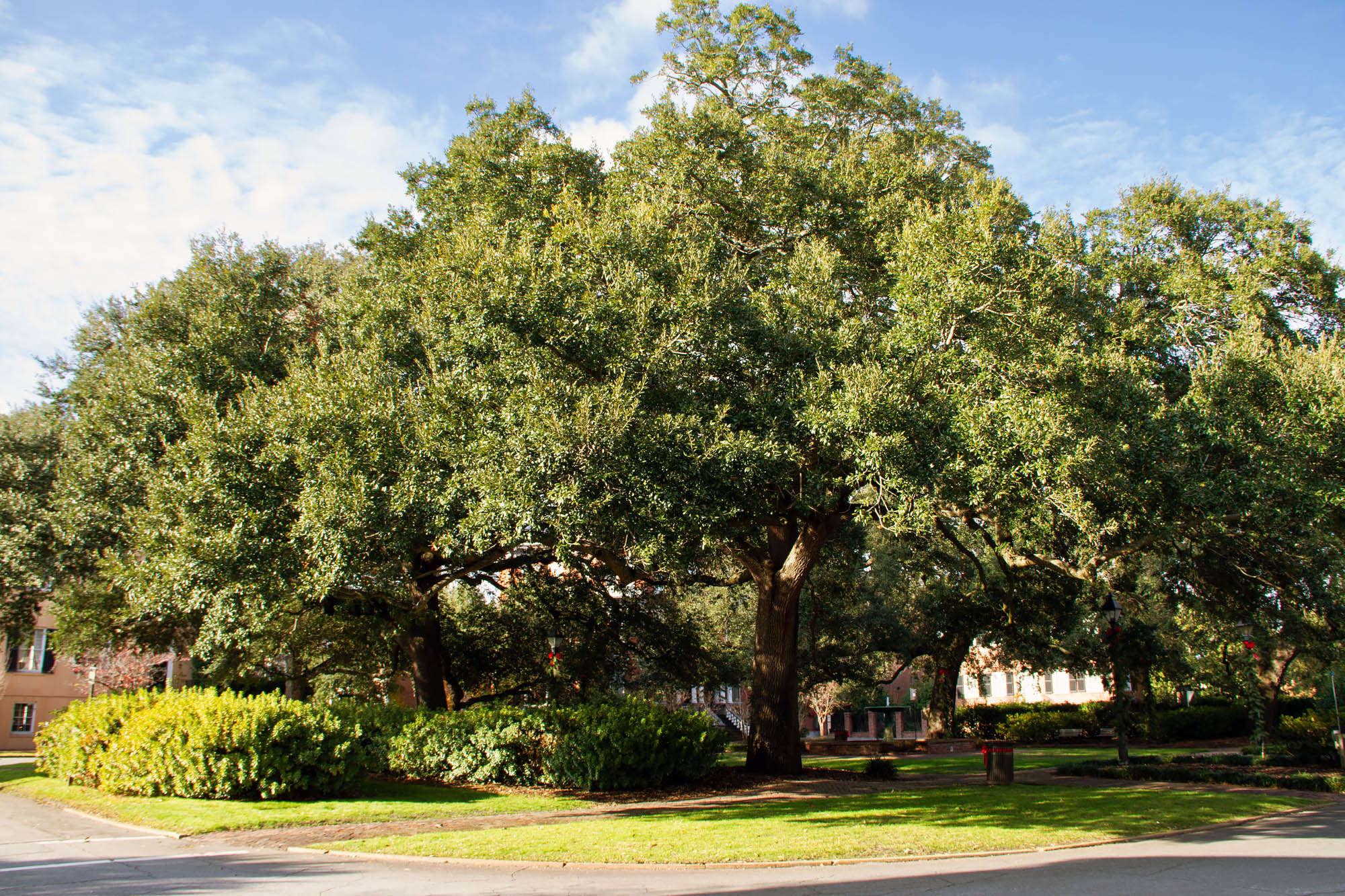 Oak Columbia Square in Savannah