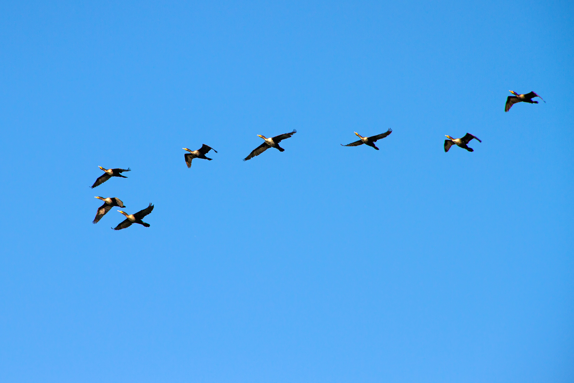 Birds Flying over Savannah