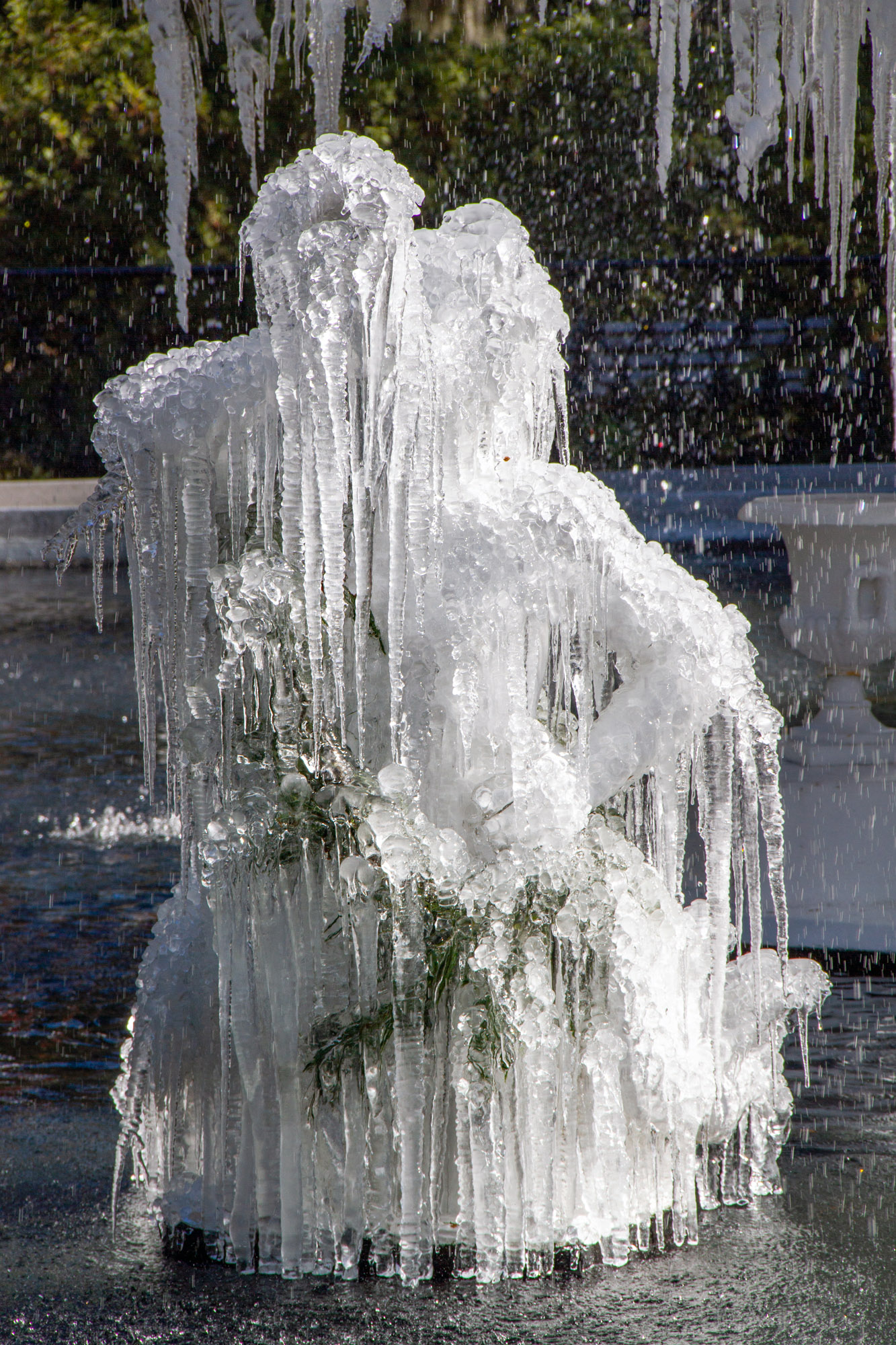 Ice Covered Forsyth Park in Savannah