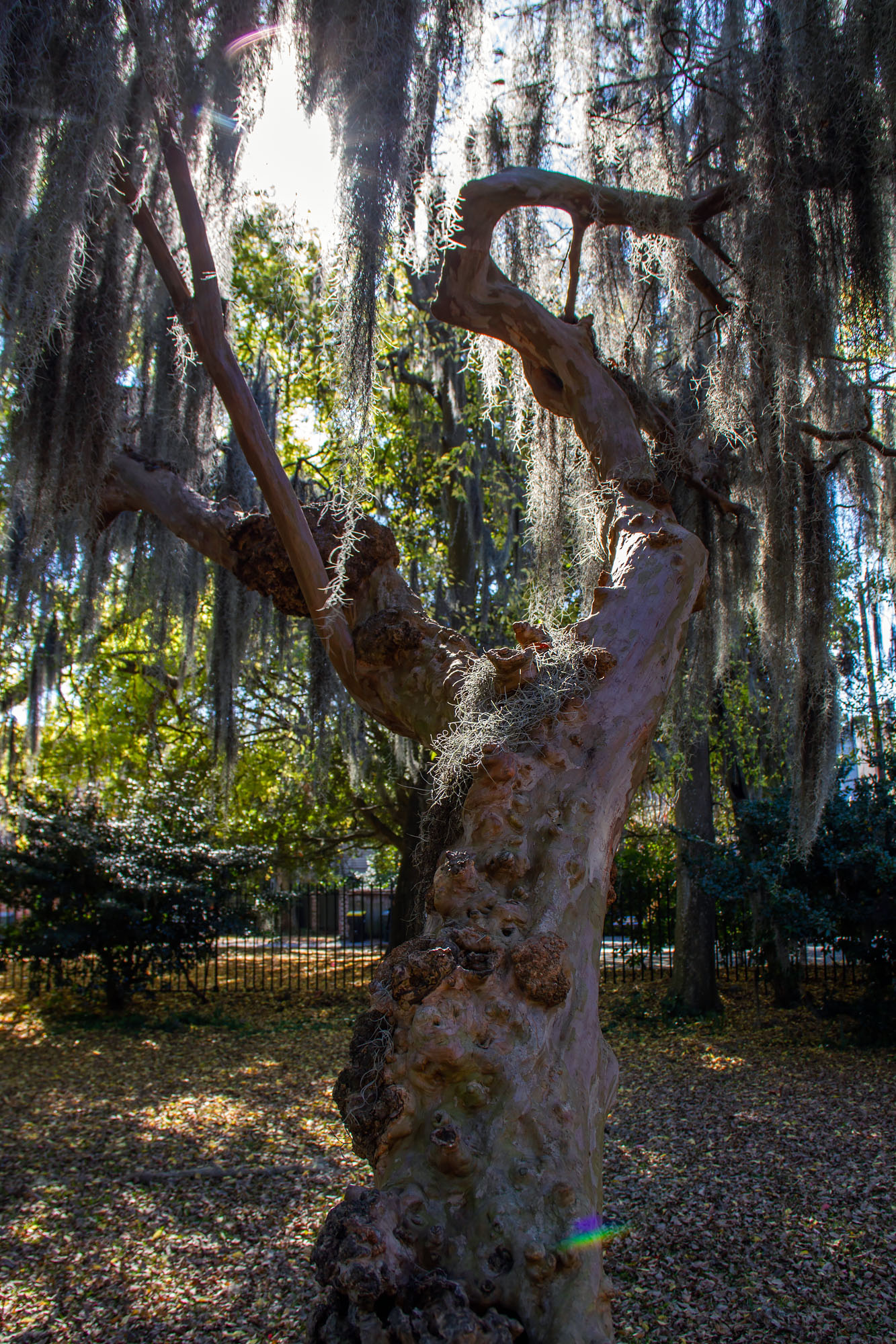 Old Tree in Cemetery Savannah