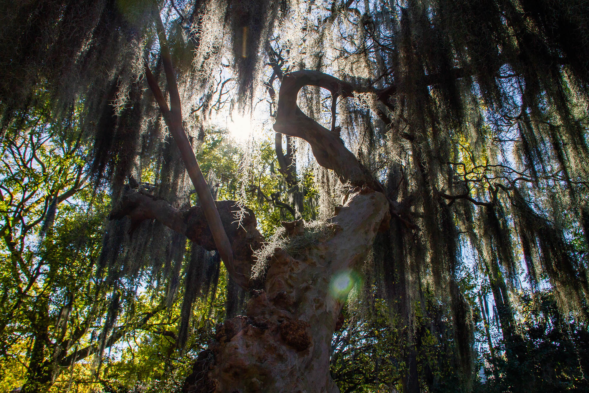 Spanish Moss Tree with Sun at Cemetery