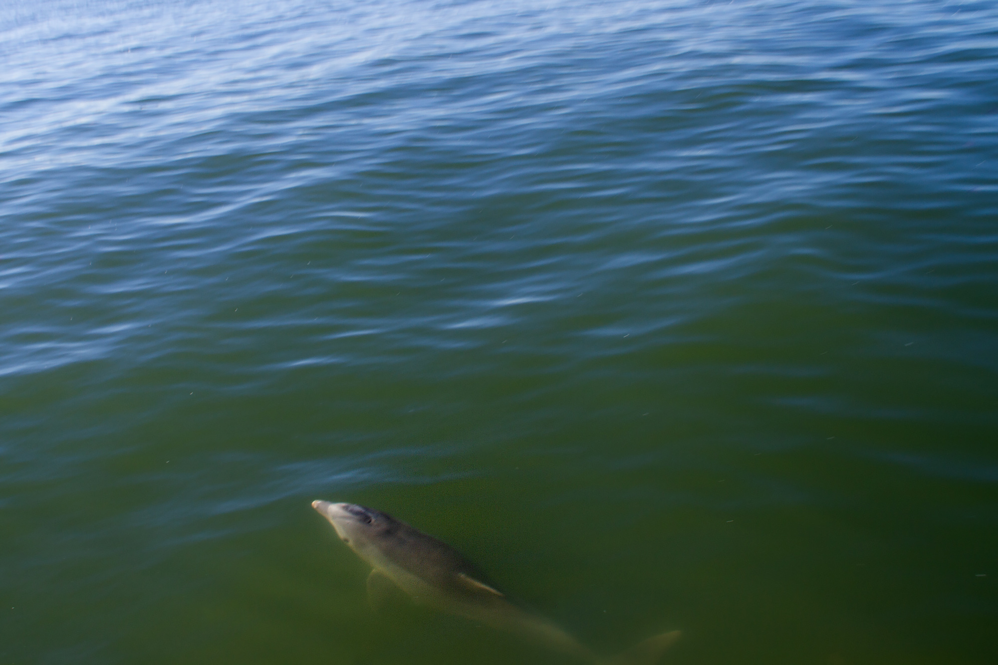Dolphin under Water