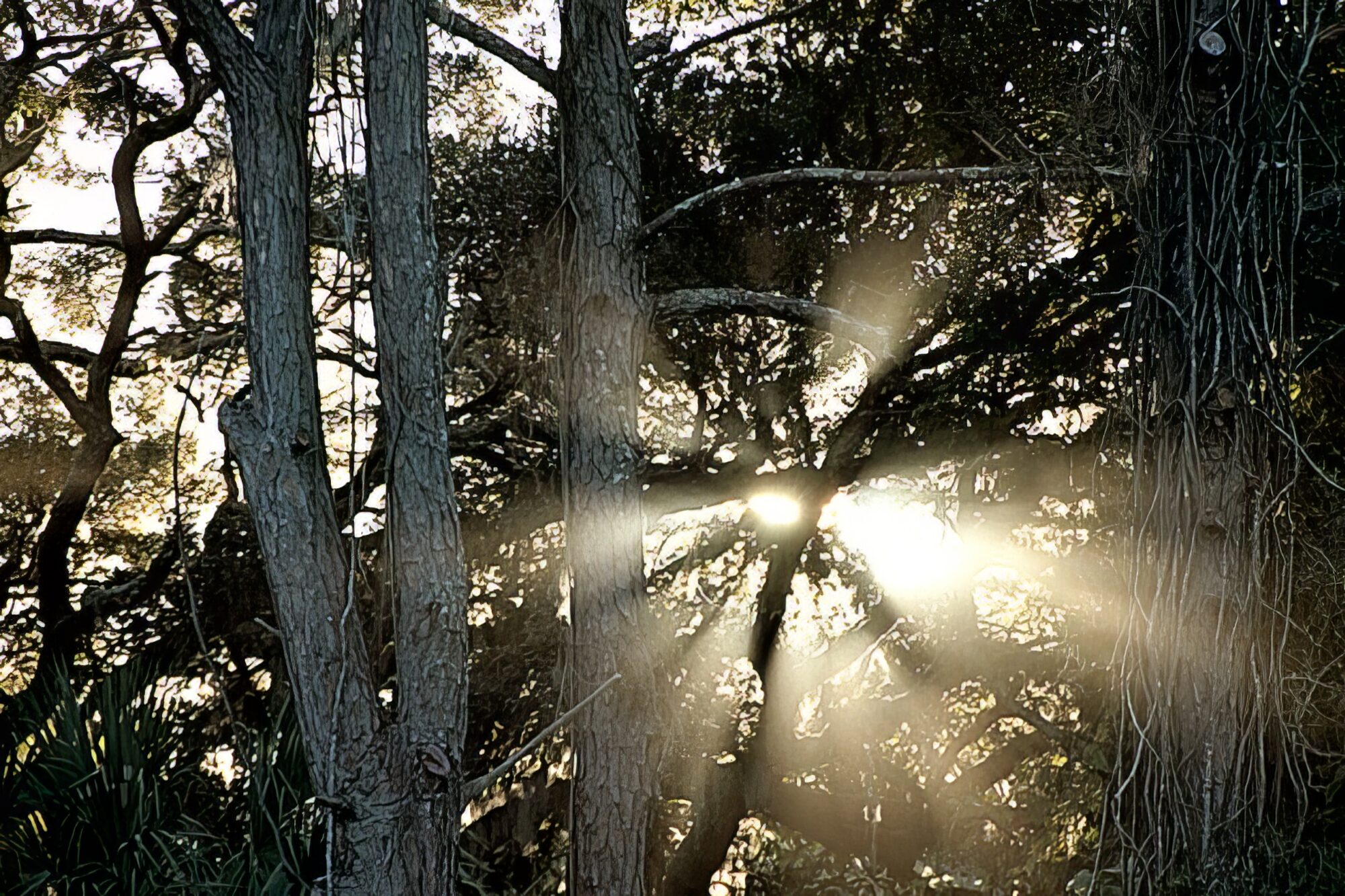 Foggy sun rays through tree