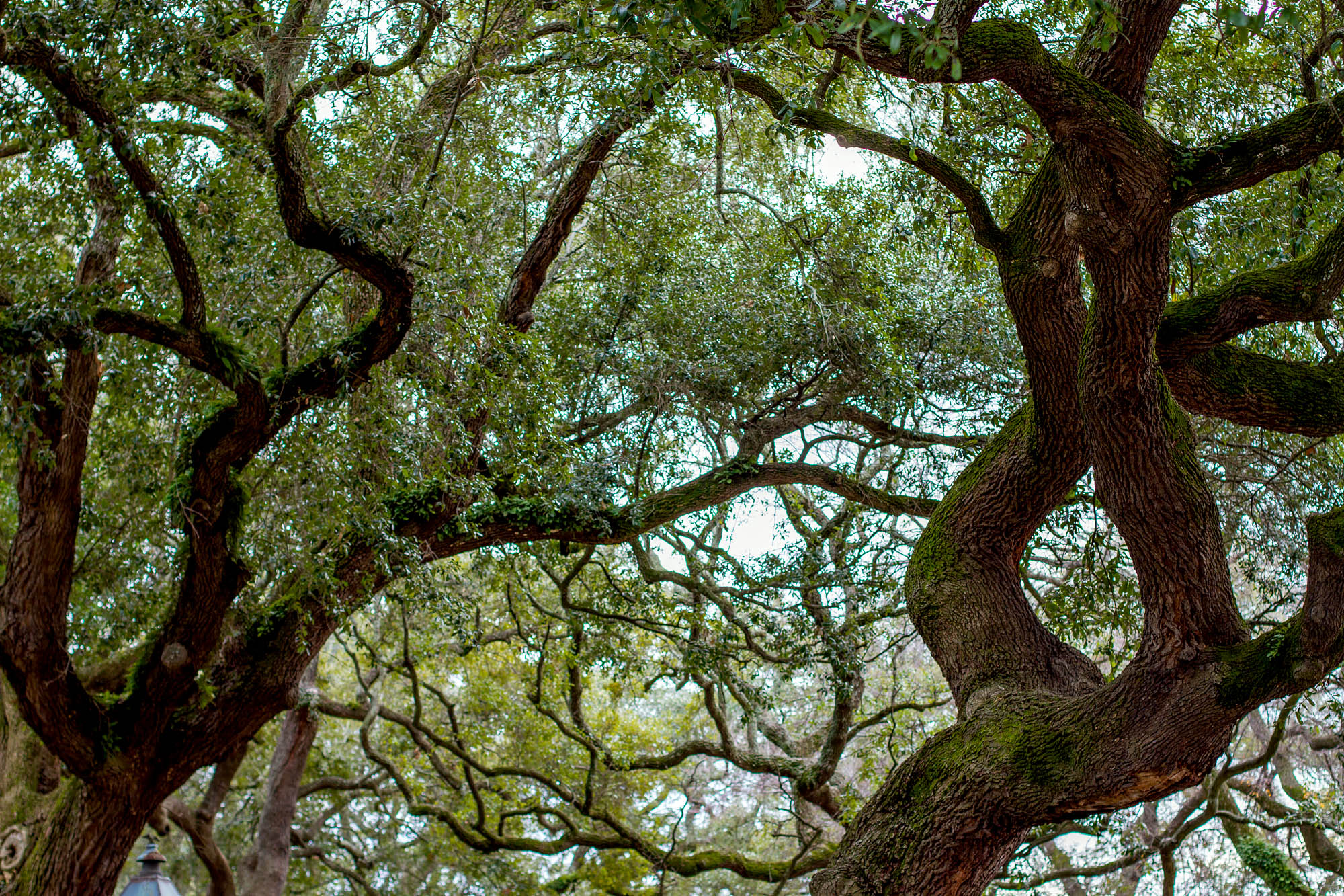 Old Oak Trees at Savannah't Greene Square