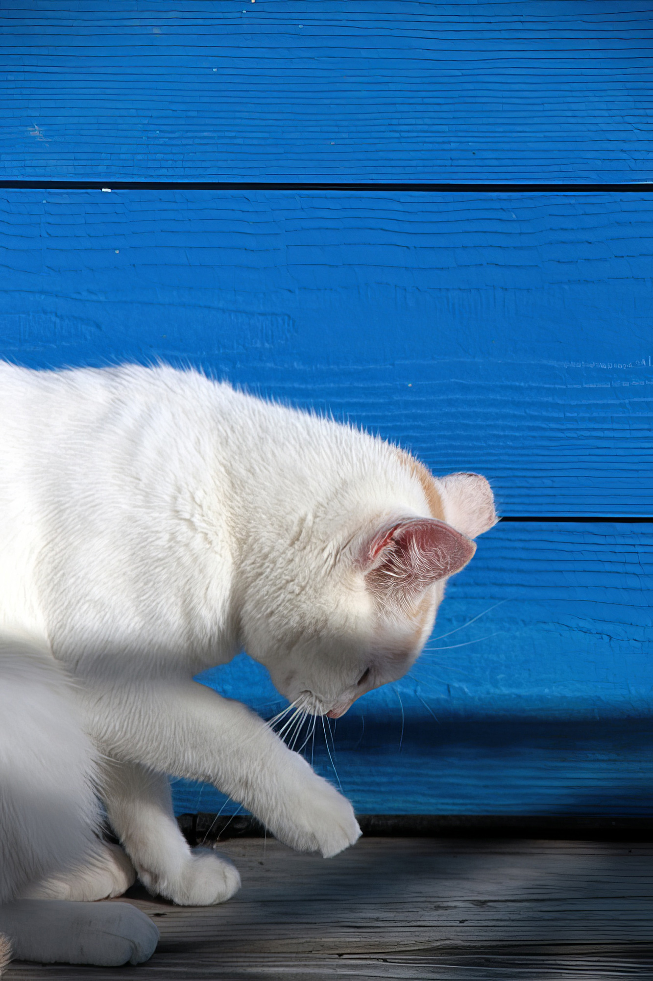 White cat in front of a blue wall