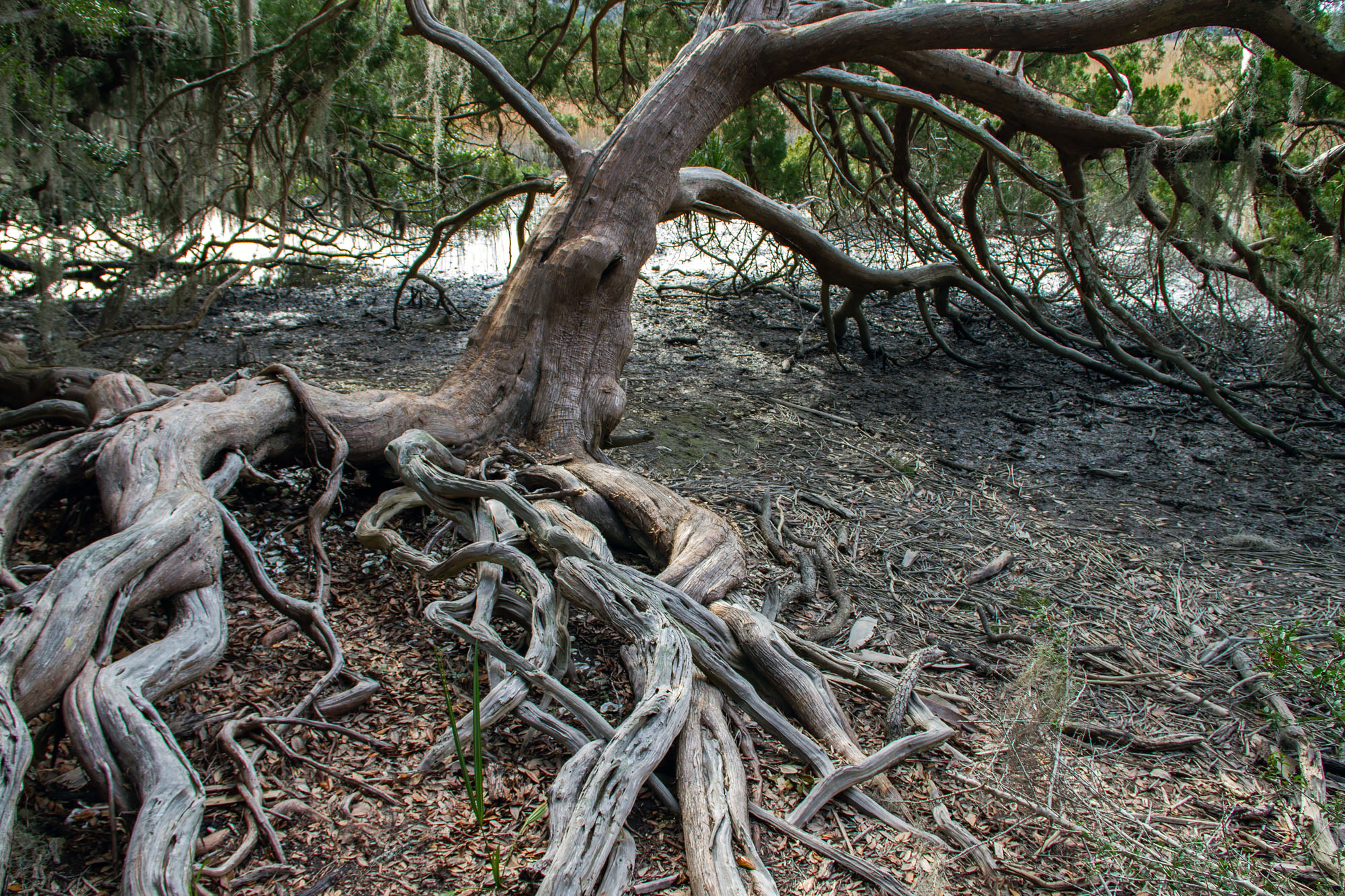 Old Trees Skidaway Island Savannah