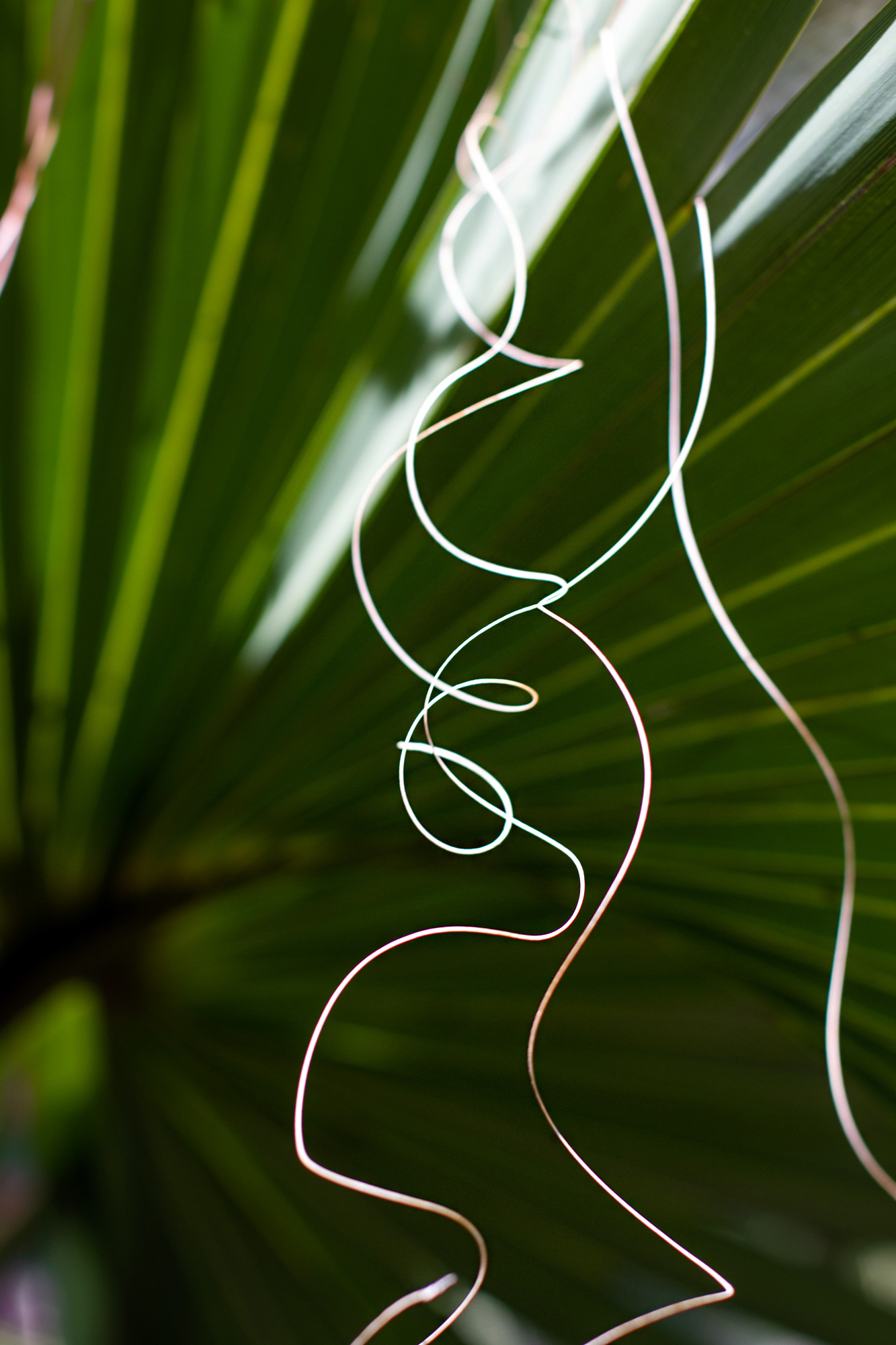Palm Strings