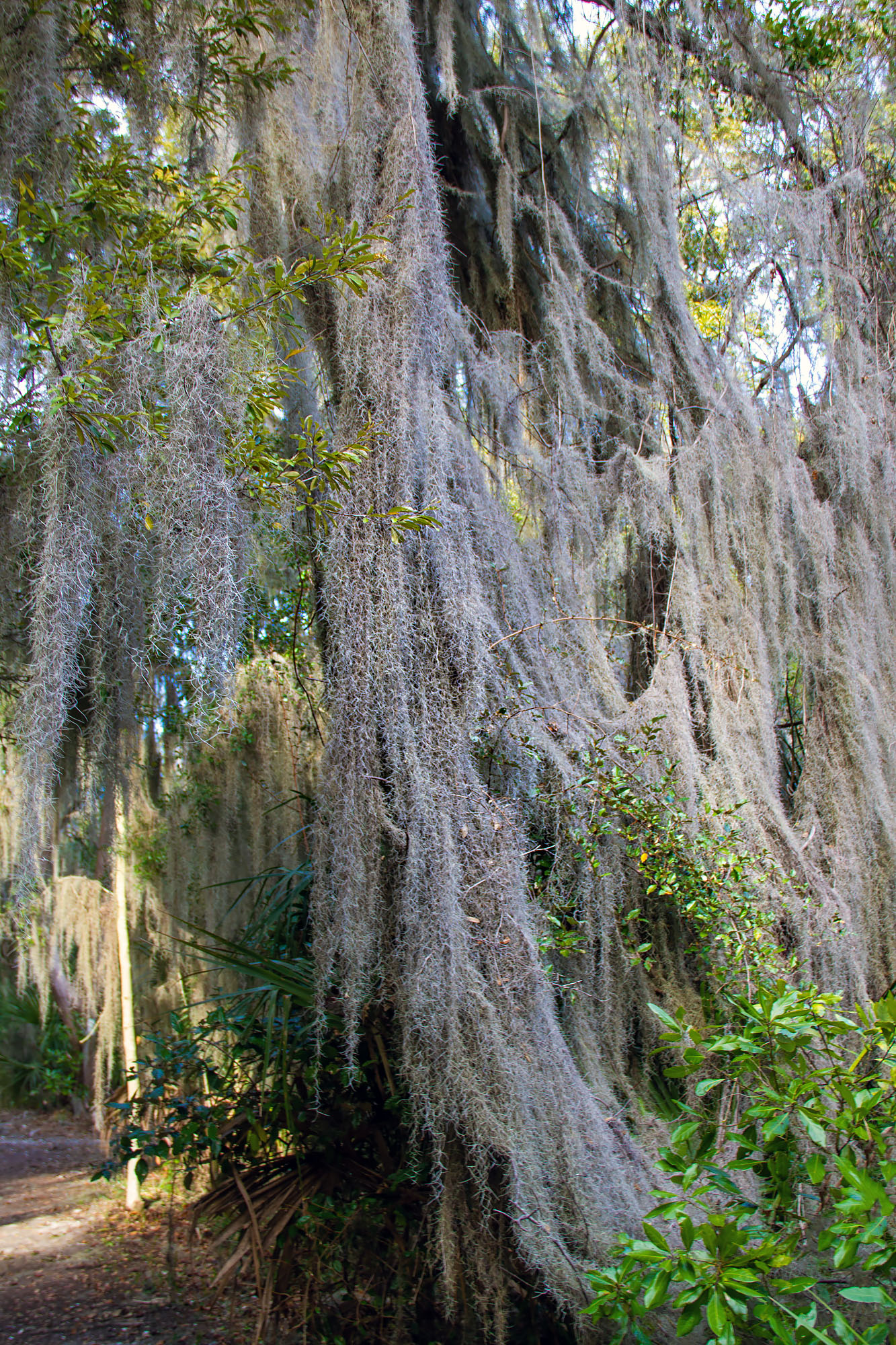 A Blanket of Spanish Moss in Savannah