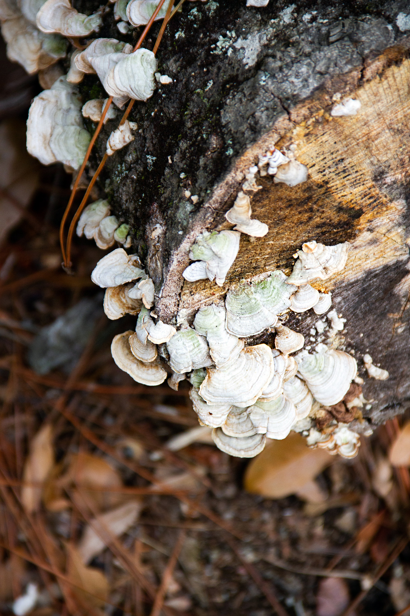 White tail mushrooms Savannah