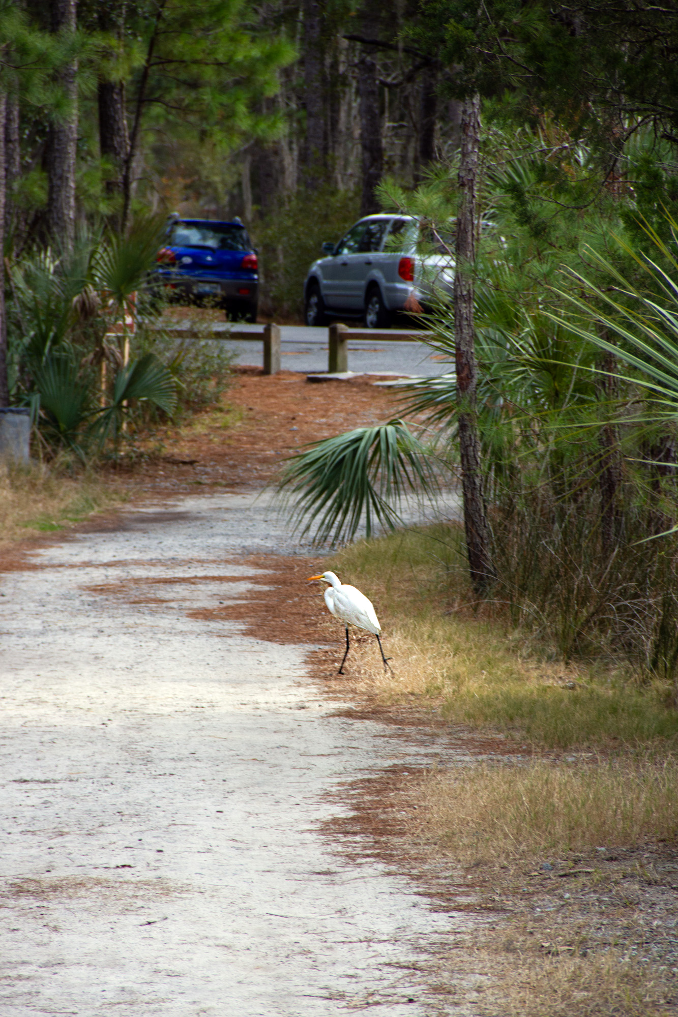 Wild white bird Savannah