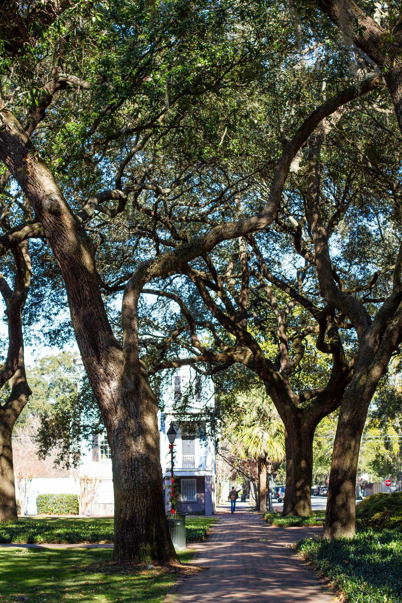Pulaski Square trees in Savannah