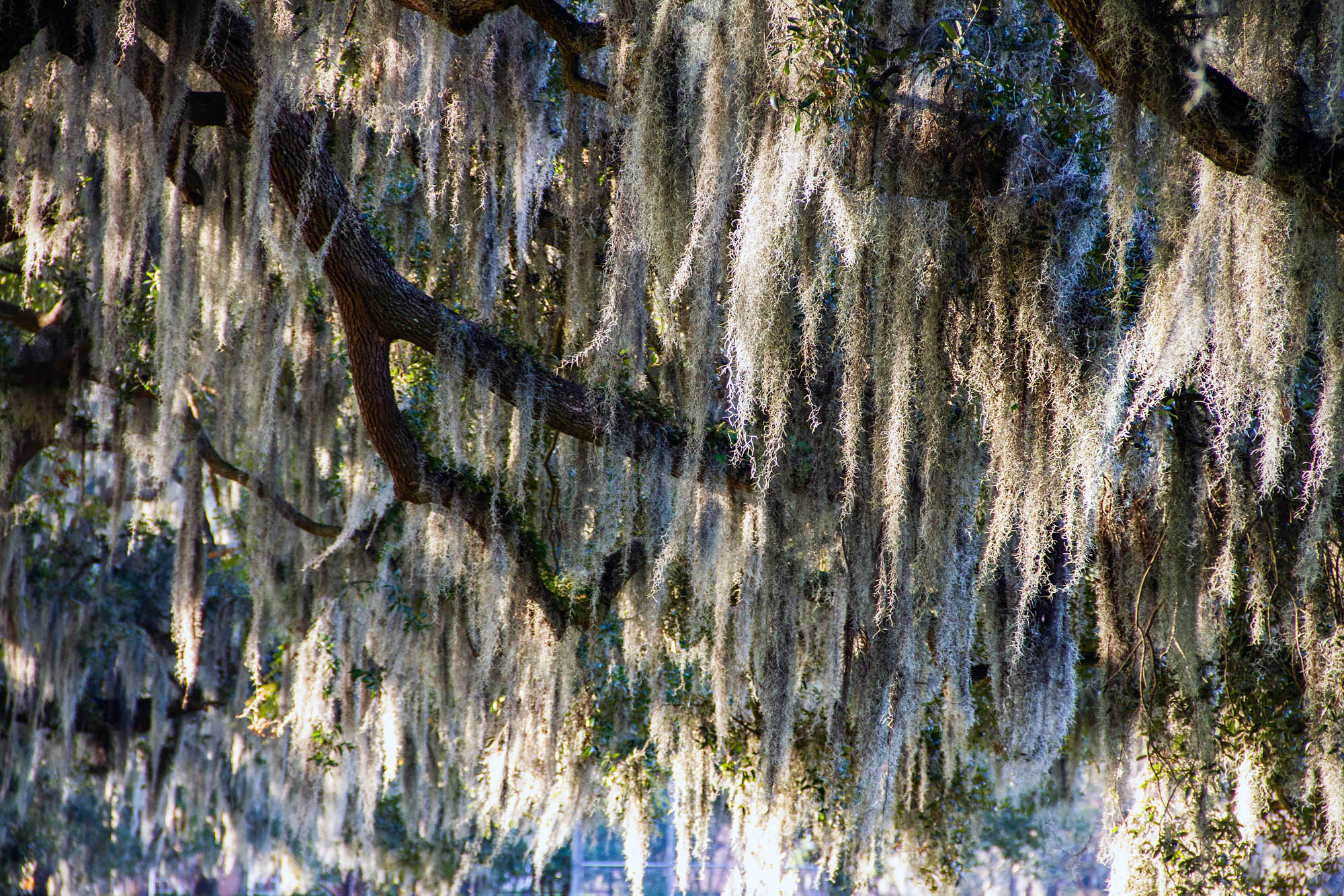 Oak Trees And Lush Spanish Moss In Forsyth Park, Savannah, Georgia