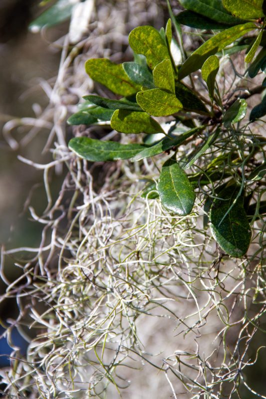 For those who have bought Spanish Moss. This is what it looks like in its  natural environment . My backyard, Savannah, GA USA : r/houseplants