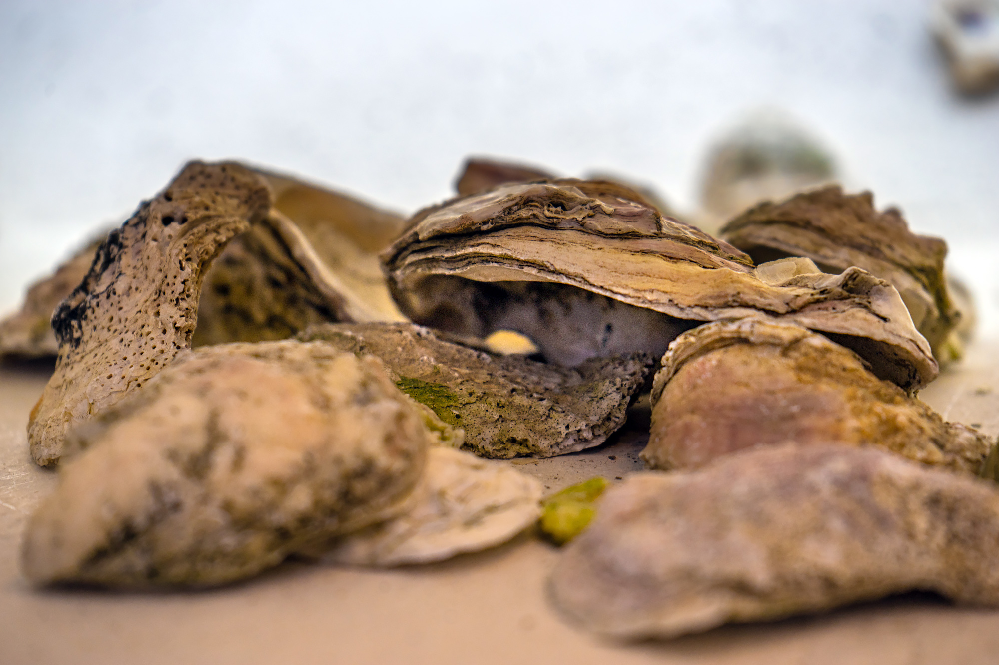 Gullah-Geechee Oysters