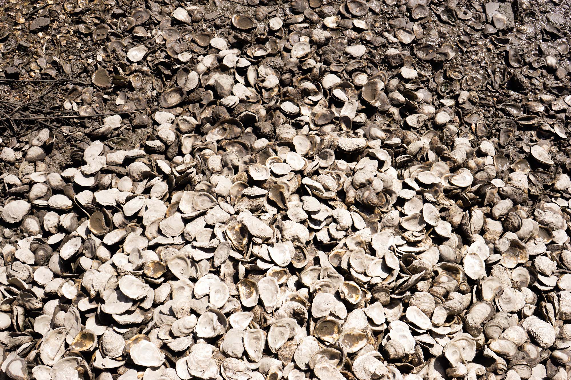 Gullah oyster shells